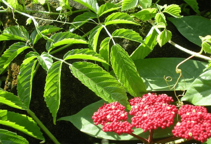 goi-hac-vi-thuoc-nam-quy-17349622126301115615103 Gối hạc: Một vị thuốc nam quý chữa nhiều bệnh - Ảnh 1.