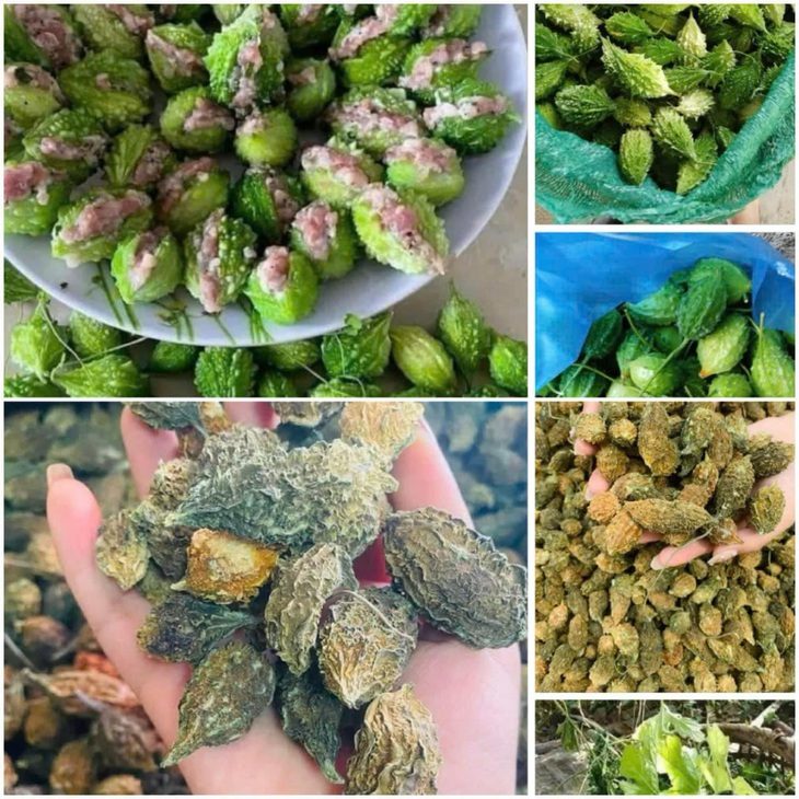 Có vị đắng đặc trưng, mướp đắng rừng là 'khắc tinh' của nhiều bệnh - Ảnh 1. Có vị đắng đặc trưng, mướp đắng rừng là 'khắc tinh' của nhiều bệnh - Ảnh 1.